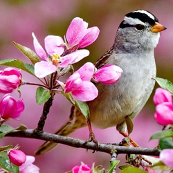 Пазл: Птица на цветущей ветке