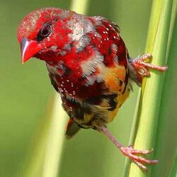 Пазл: Красавчик