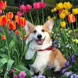 Пазл: Как я вам