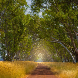 Пазл: Летняя дорожка
