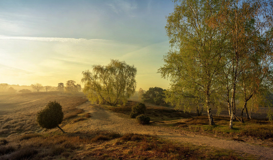 Пазл «Утро среди березок» из 170 элементов | Собрать онлайн пазл №220864