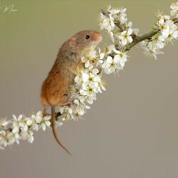 Пазл: Мышь в цвету боярышника