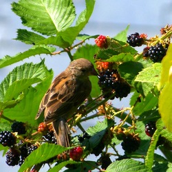 Пазл:  Вкус ежевики