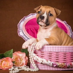 Пазл: Амстафф