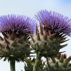 Пазл: Чертополох