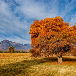 Пазл: Калифорния