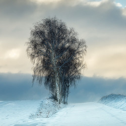 Пазл: Одинокое дерево в поле