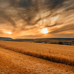 Пазл: Закат в поле