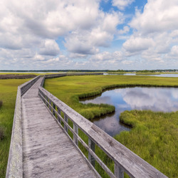 Пазл: Мост в природе 