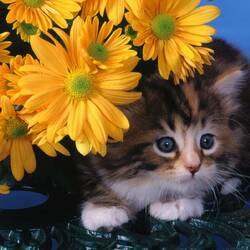 Пазл: котенок под цветами