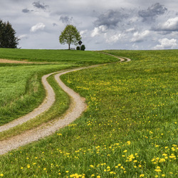 Пазл: Дорога в зеленом поле