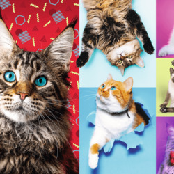 Пазл: Кисули