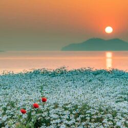 Пазл: Ромашки у воды
