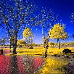 Пазл: Солнечные деревья