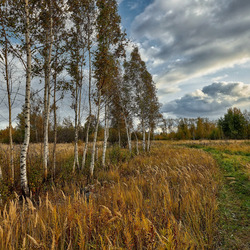 Пазл: Березки в поле