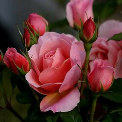 Пазл: Розовые розы