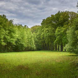 Пазл: Летняя опушка