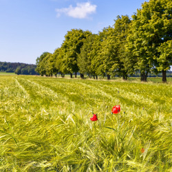 Пазл: Зеленое поле