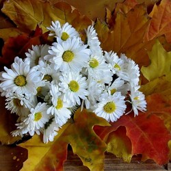 Пазл: Хризантемы