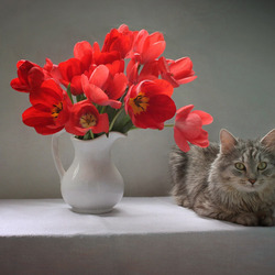 Пазл: Стол с красными тюльпанами и котом
