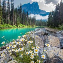 Пазл: Ромашки у озера