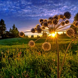 Пазл: Закат на зеленом лугу