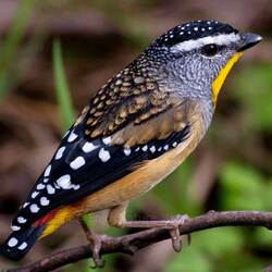 Пазл: Птичка