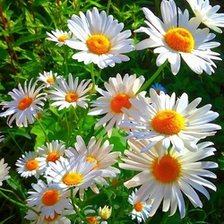 Пазл: Ромашечки