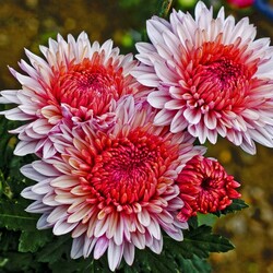 Пазл: Хризантемы