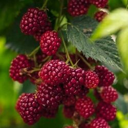 Пазл: Ежевика