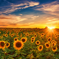 Пазл: Подсолнухи и закат
