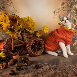Пазл: Осенний котёнок