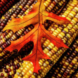 Пазл: Осенний лист 