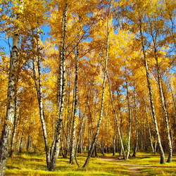 Пазл: Осенние березки
