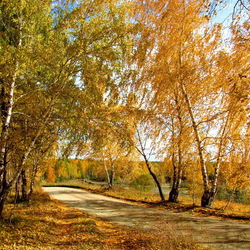 Пазл: Осенние березки