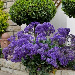 Пазл: Цветы у дома