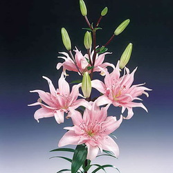 Пазл: Лилия 