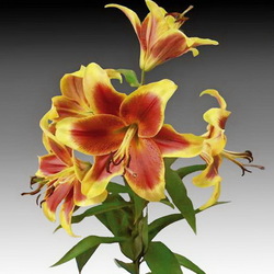 Пазл: Лилия 