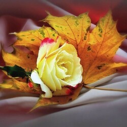 Пазл: Осенняя роза