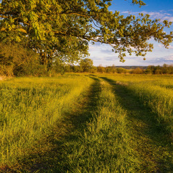 Пазл: Зеленая дорога