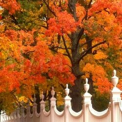 Пазл: Осень