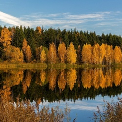 Пазл: Золото осени