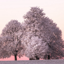 Пазл: Дерево зимой