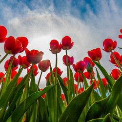 Пазл: Небо и тюльпаны