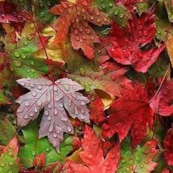 Пазл: Листья в капельках дождя