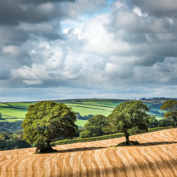 Пазл: Золотое поле