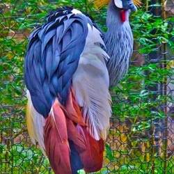 Пазл: Венценосный журавль