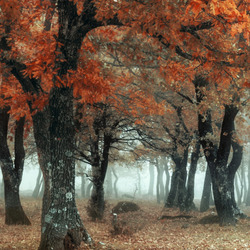 Пазл: Туман в лесу