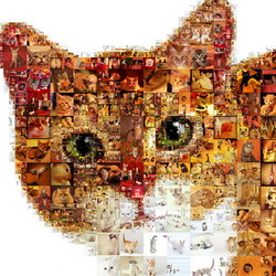 Пазл: КотоКоллаж