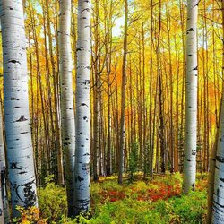 Пазл: Тихо бродит осень